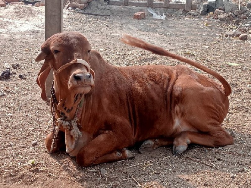 સોન કપિલા જેવી...