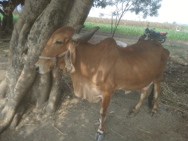 વયાયેલિ ગાય છે