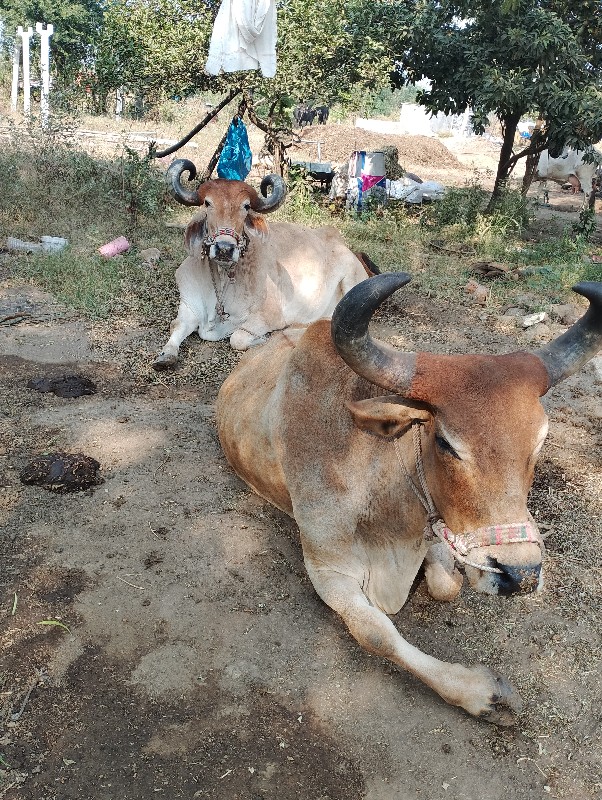 બળદ વેચવા ના છે