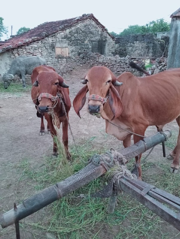 ગોઠલા વેચવાની છ...