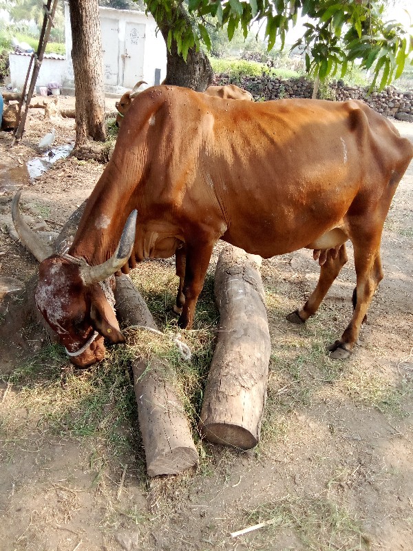 ગાય વેચવાની છે