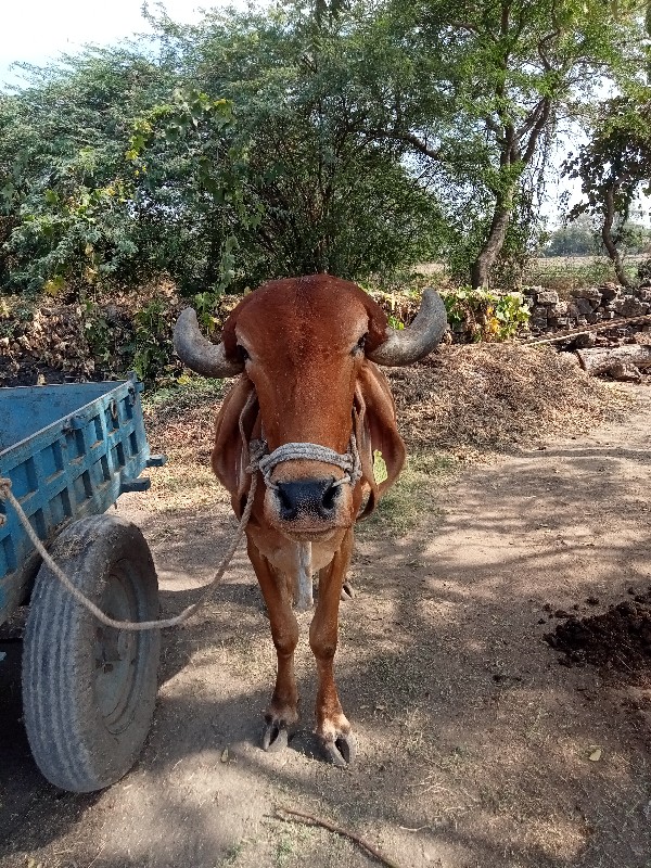 ગોધલો વેચવાનો છ...