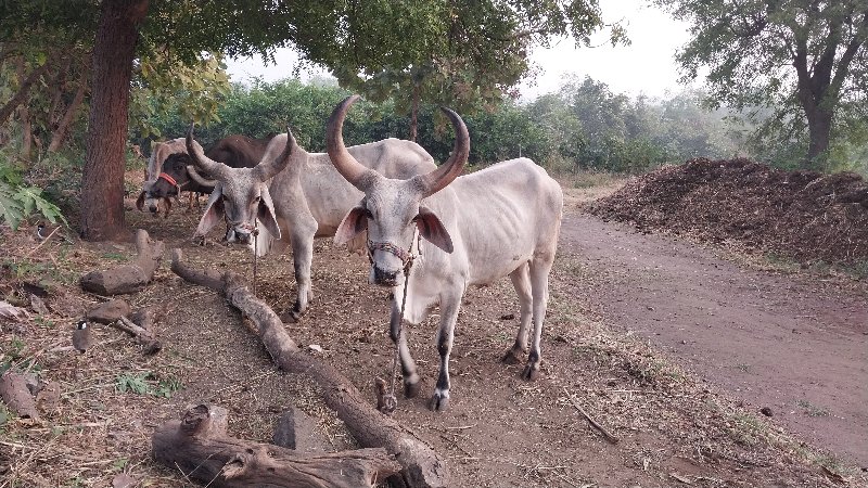 વઢીયારા