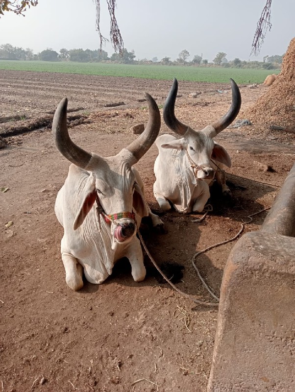 બળદ વેચવાના છે