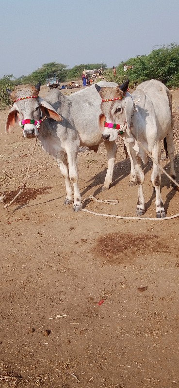 જિલ્લો દેવભૂમિ...