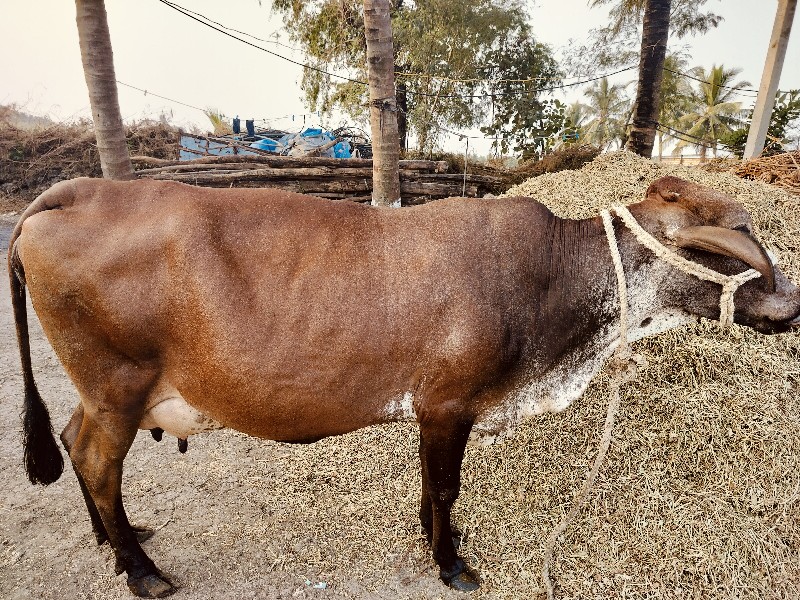 4 લીટર દૂધ ખાલી...