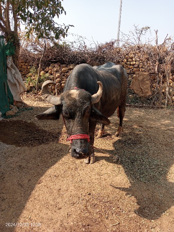 ભેંસ વેચવાની છે