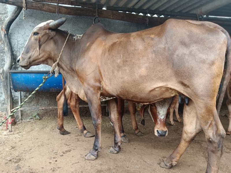 ગાય વેતર ઉપર છે