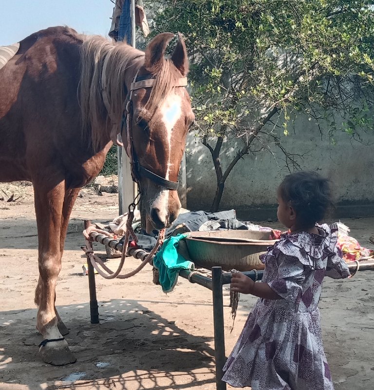 ઘોડી વેચવાની છે