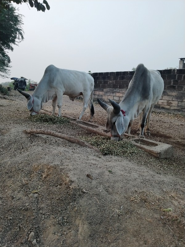 વઢીયારા બળદ વેચ...