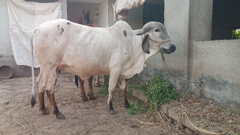 લિલુડી ગાય વેચવ...