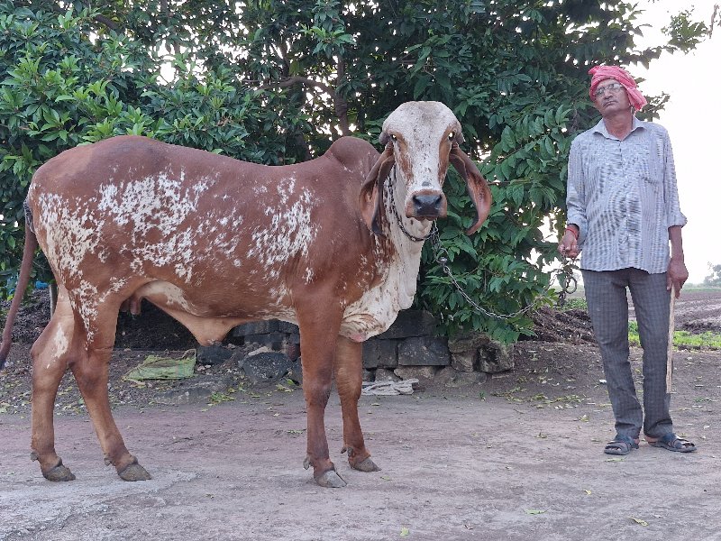 ગાય