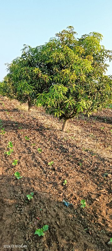 કેસર કેરી નો બગ...