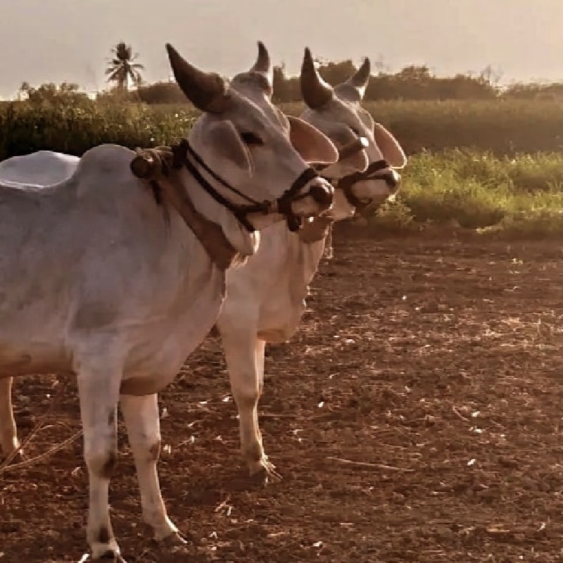 બળદ ગોઢલા વે ચવ...