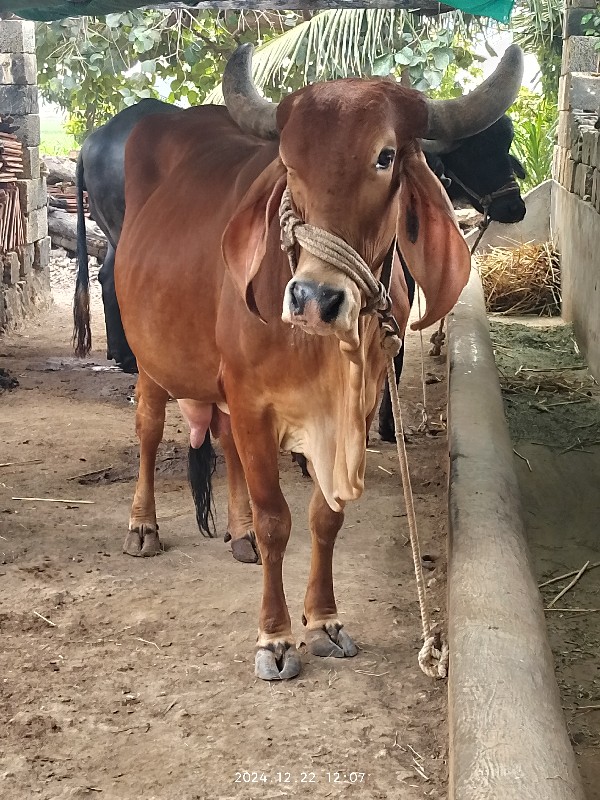 ગાય વેચવાની છે