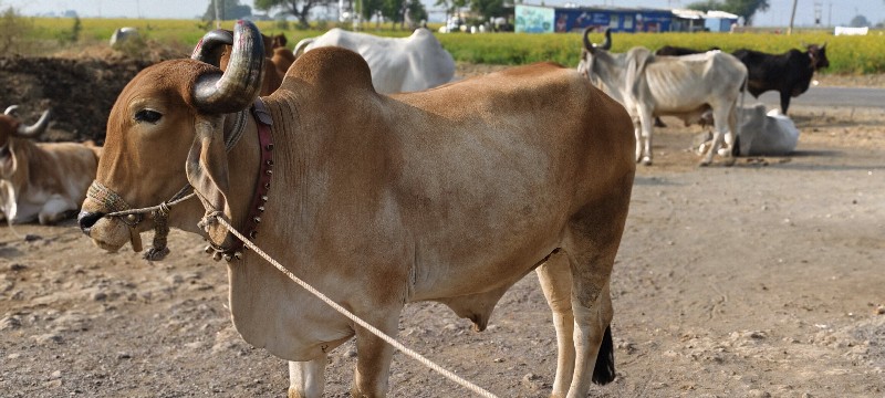 ફુલ જવાબદારી થી...