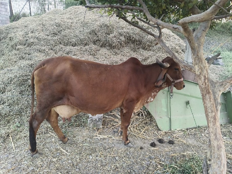 ગાય વેચવાની છે