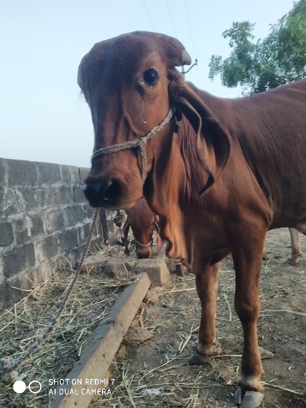 વાસડી  આપવાની છ...