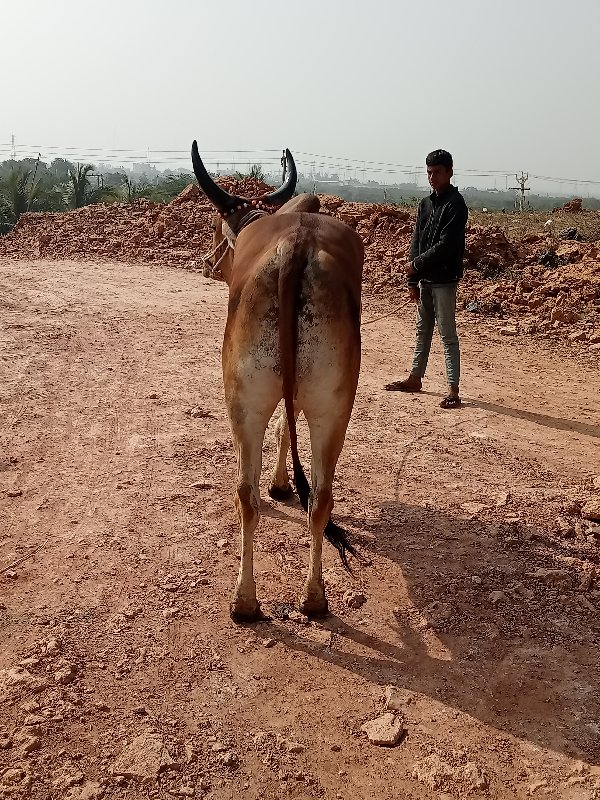 ગોઢલા વેચવાના છ...