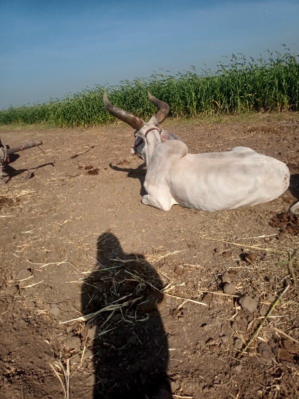 બરધ વેશવા ના છે