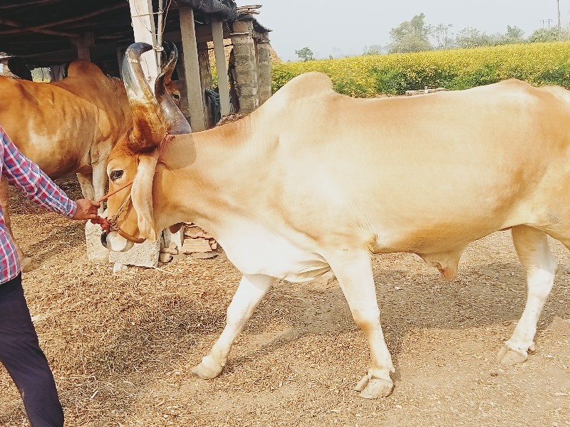 બળદ વેચવાના છે