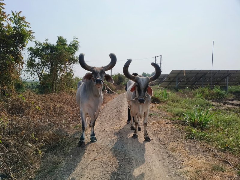 બળદ વેચવા ના છે...