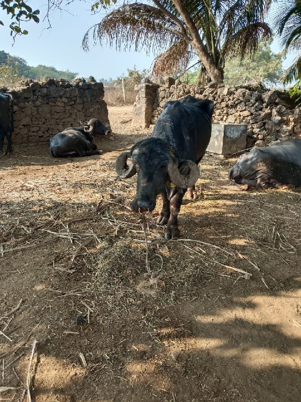 પાડો  વેચવાનો છ...