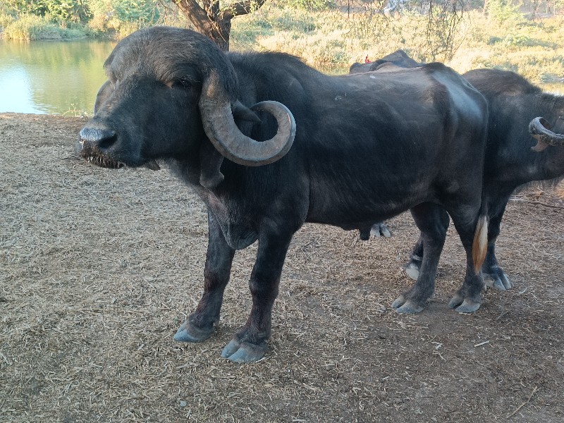 પાડો વેચવા નો છ...