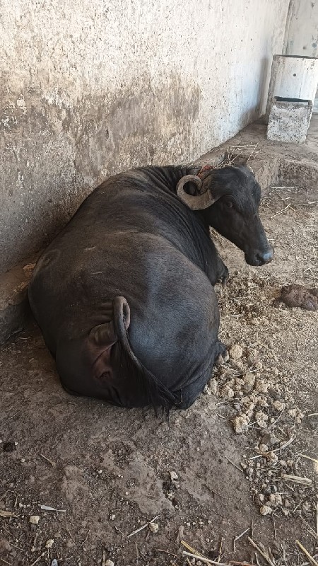 વેચવાની છે