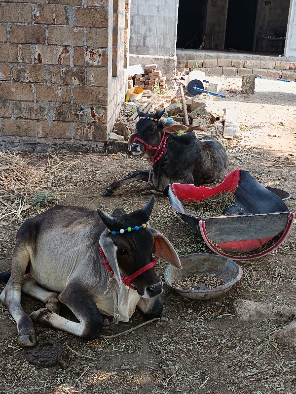 વઠયારા