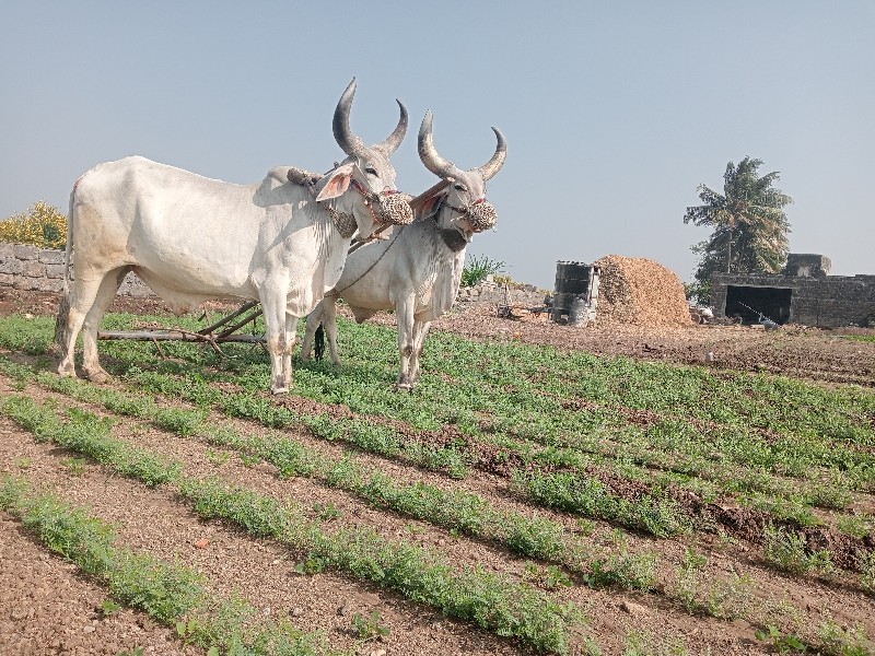 બળદ વેચવાના છે