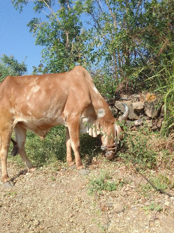 ગોઢલા વેચવાના છ...