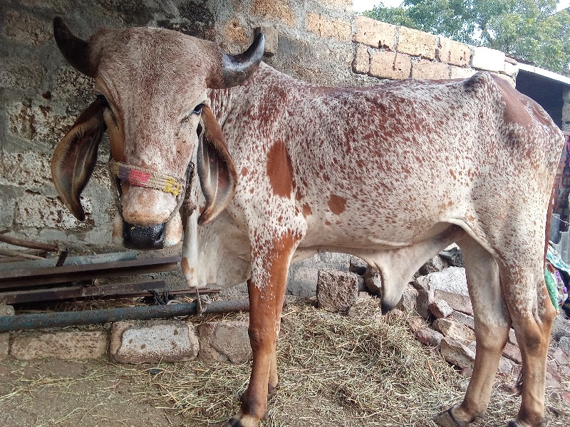 ગોઠલો વેચવાનો