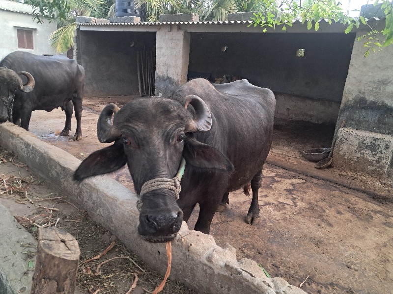 બિજુવેતર