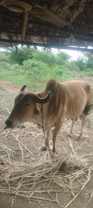 ગાય ગાભણ સે