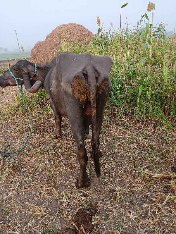 ભેંસ વેચવાની છે...