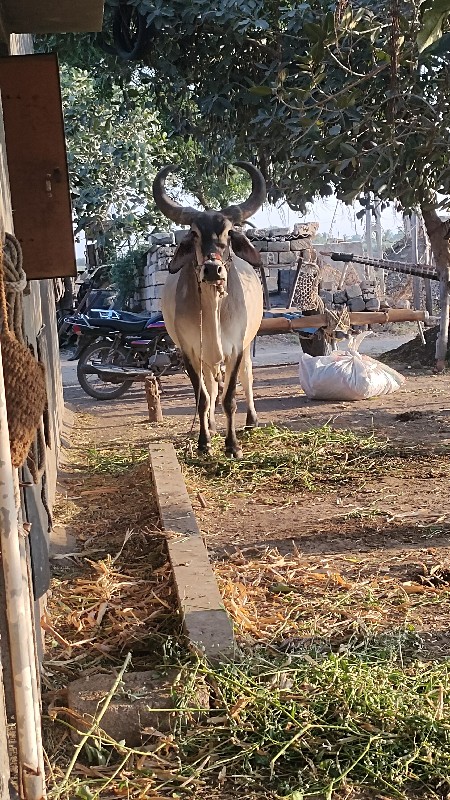 ગોઢલા વેચવાના છ...