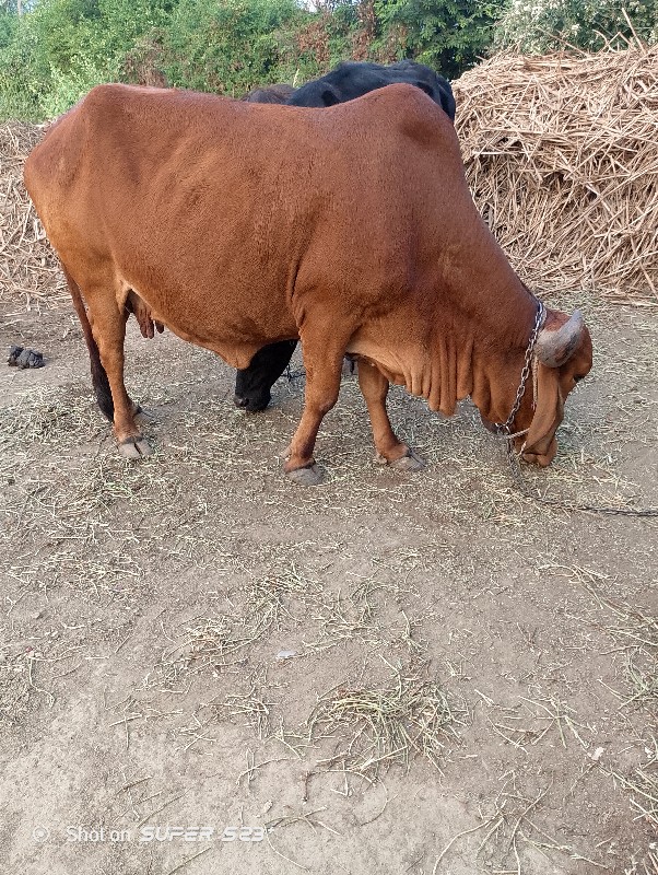 desi gir cow