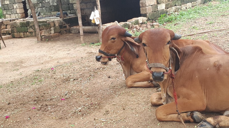 ગોઢલા વેચવાના છ...