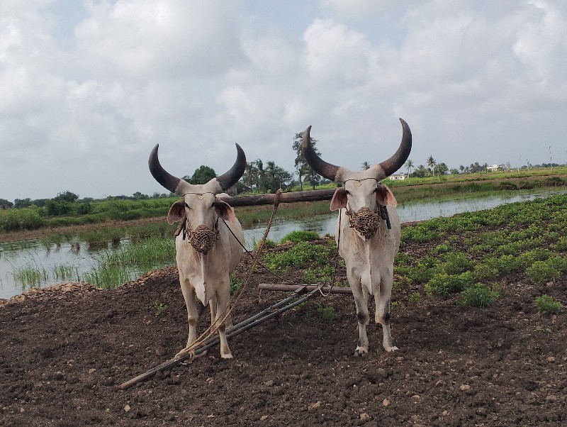 બળદ વેસવા ના સે