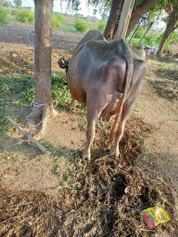 ભેંશ વેસવાની છે