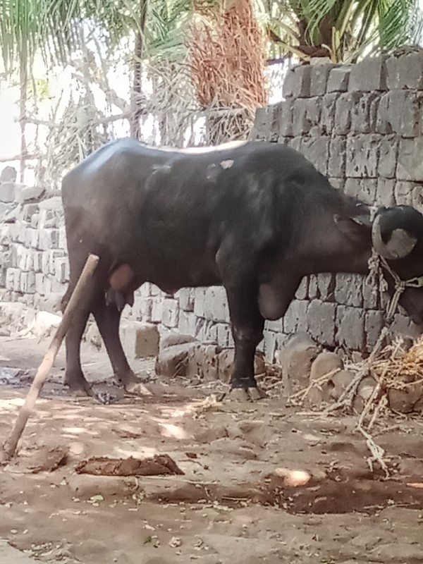 વેચવાની છે