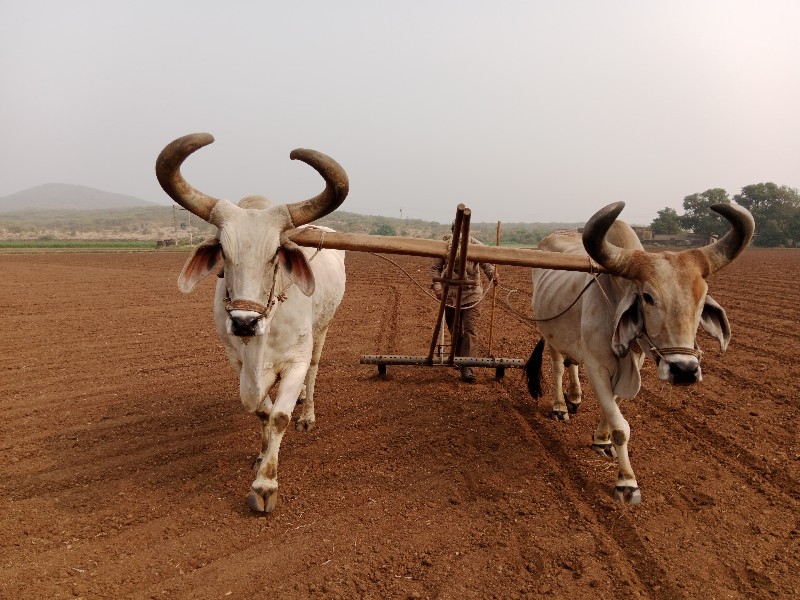 બળદ વેચવા ના છે