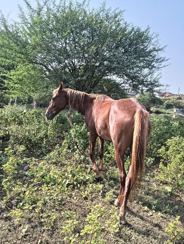 ghodi vaseri de...