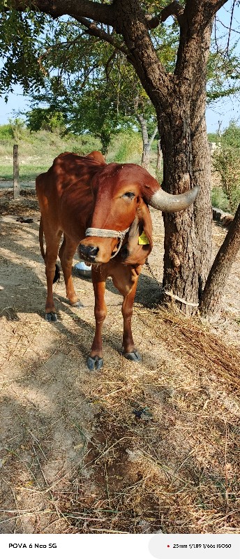 ગાય વેચવાની છે