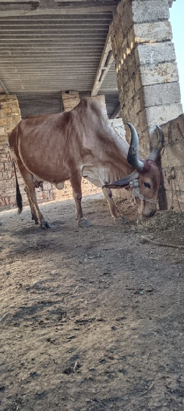 ગાય વેચવાની છે