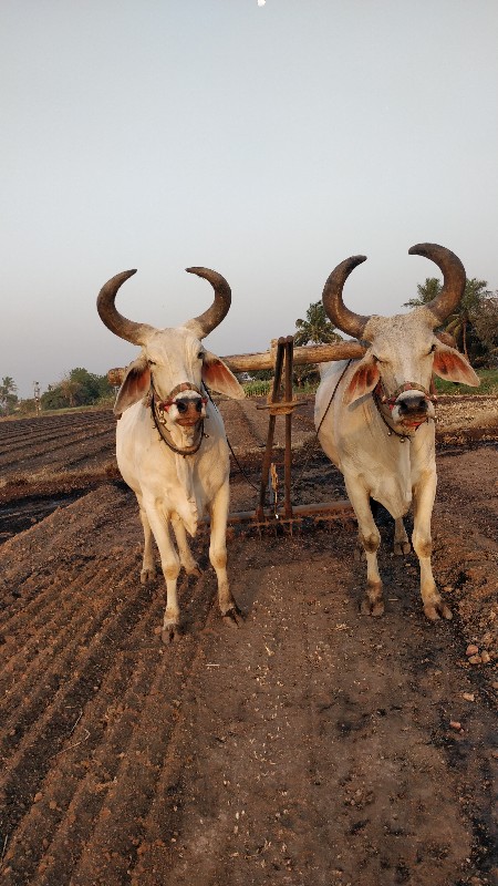 બળદ ૩ ધરના