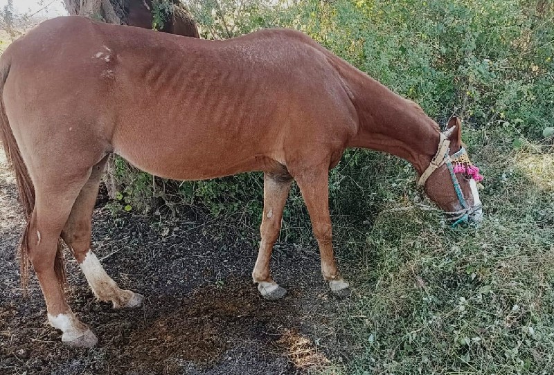 ઘોડી ના સાટા કર...