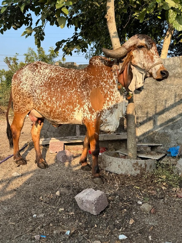 ગાય વેચવાની છે