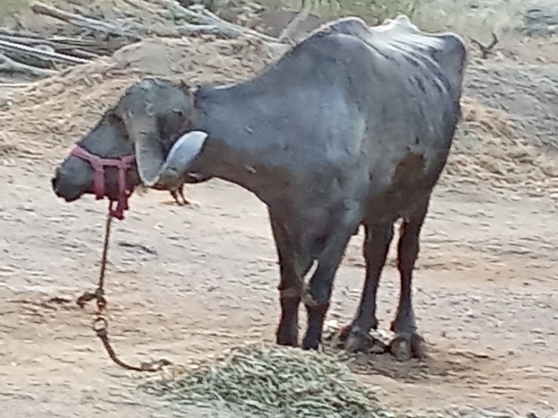 ભેસ વેચવાનિછે